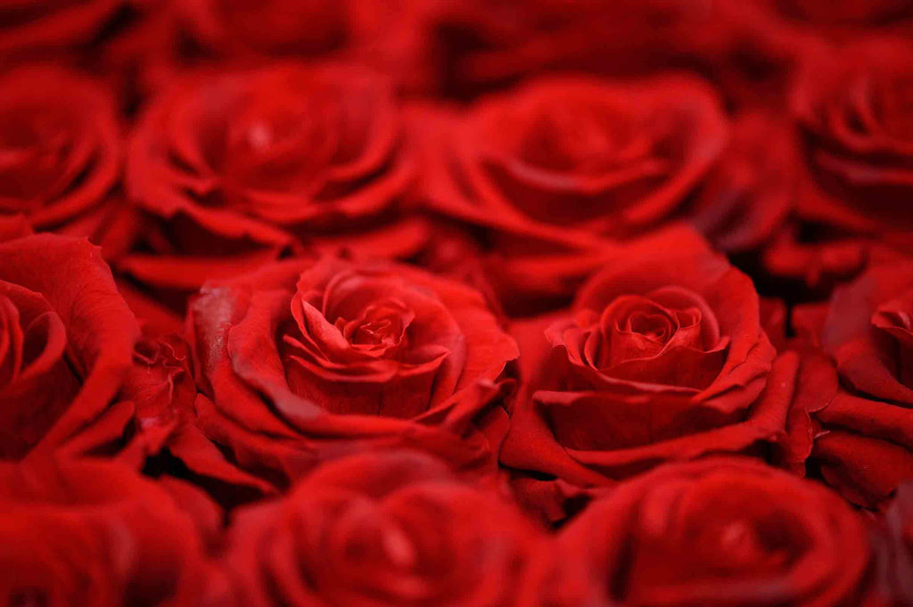 Rosa Encantada: Rosa Natural que dura até 2 anos!